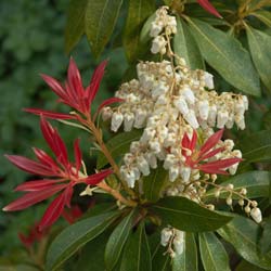 Pieris, Japanese 'Forest Flame'